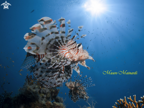 A Lionfish