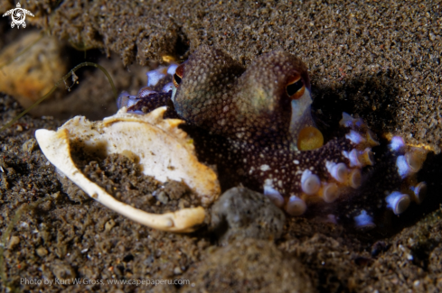 A Amphioctopus marginatus | Long arm Octopus