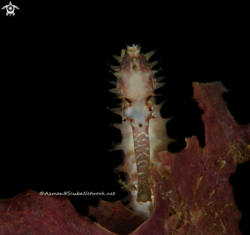 A Hippocampus histrix | Sea Horse