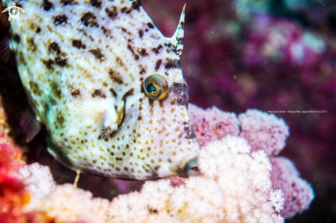 A Thread-sail filefish