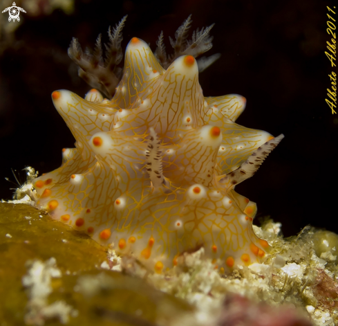 A underwater creature