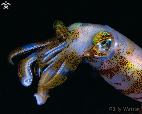 A Magnapinna  | Bigfin Squid