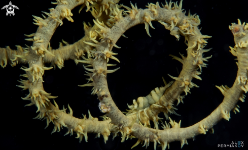 A Wire coral shrimp