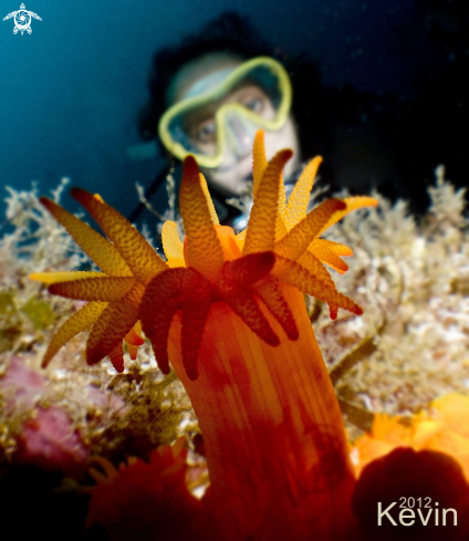 A underwater creature