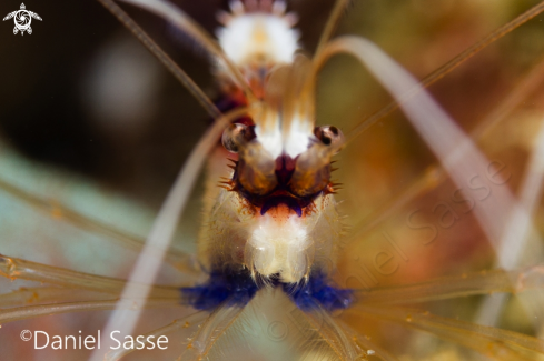 A Stenopus hispidus | Banded Coral Shrimp