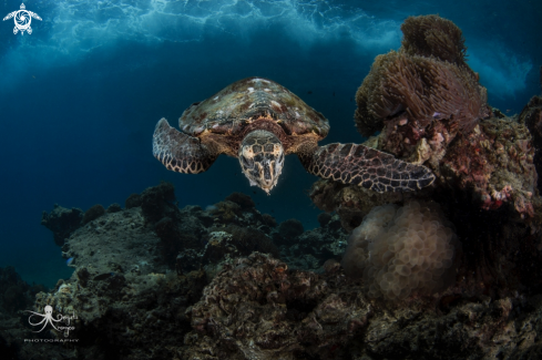 A hawksbill turtle