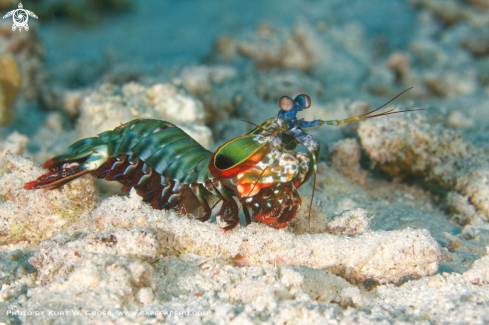 A Odontodactylus scyllarus | Mantis shrimp