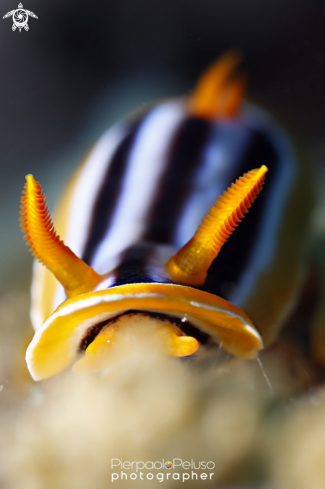 A Nudibranch