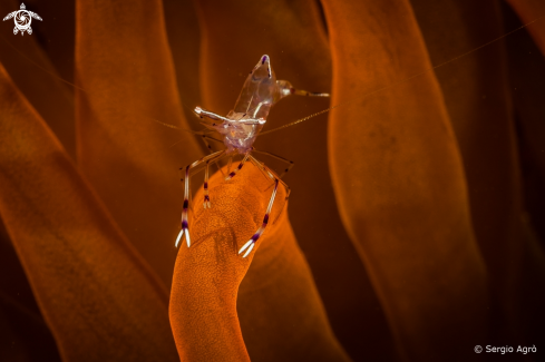 A Shrimp on anemone