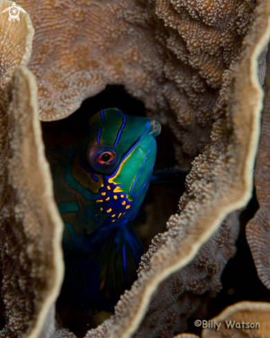 A Mandarin Fish