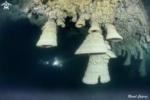 Zapote cenote