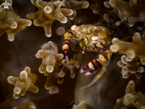 A harlequin crab