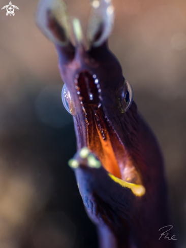 A ribbon eel