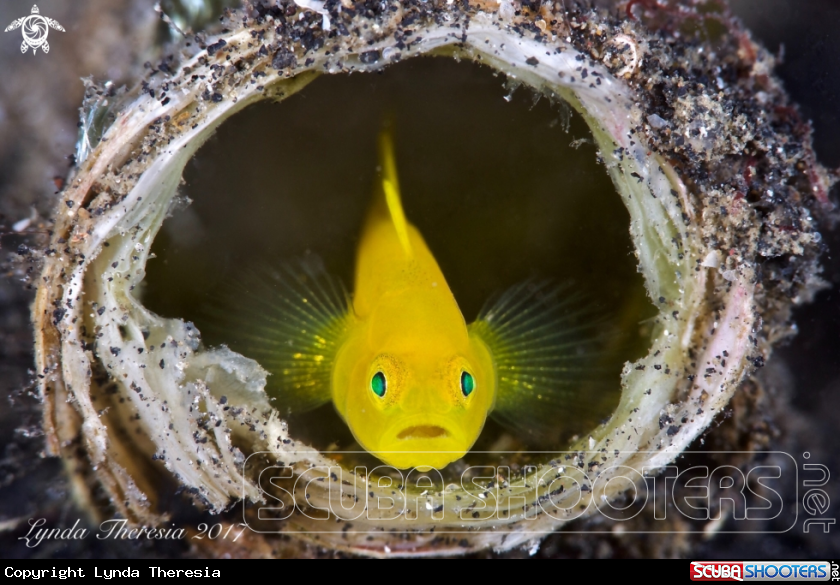 A Yellow Pygmy  Goby