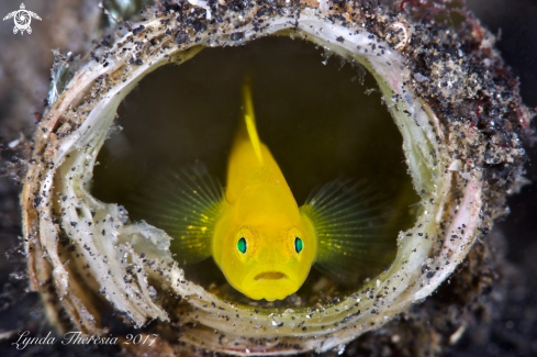 A Yellow Pygmy  Goby