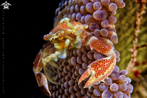 A Neopetrolisthes maculatus | Porzellan crab