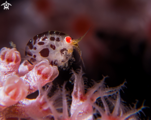 A Lady Bug Amphipod