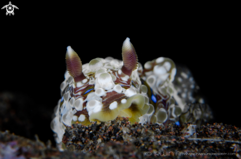 A   Nudibranch 