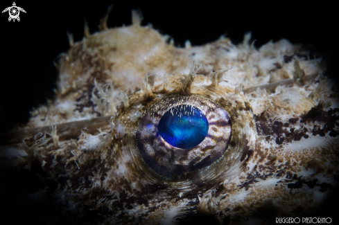 A Lophius piscatorius | Anglerfish