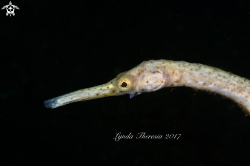 A Trachyrhamphus bicoarctatus | Double-ended Pipefish