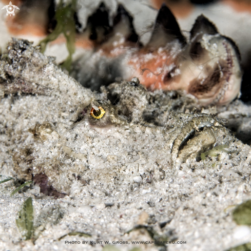 A Inimicus didactylus | Devil Scorpion Fish