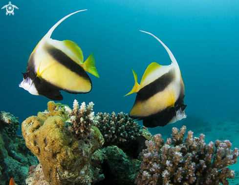 A Heniochus diphreutes | False moorish idol