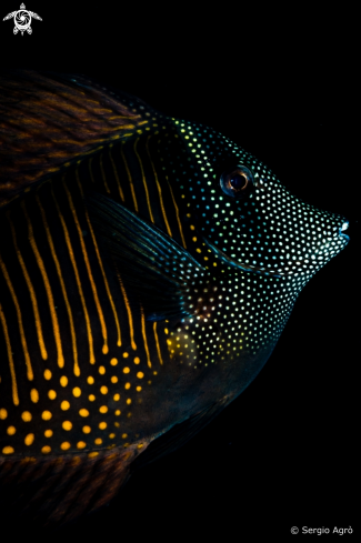 A Zebrasoma Desjardinii | Pesce chirurgo tigrato