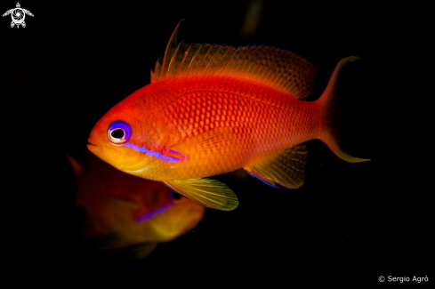 A Anthias squamipinnis | Anthias