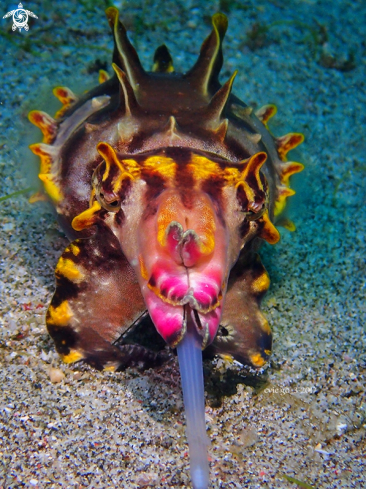 A Flamboyant cuttlefish