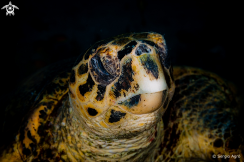 A Chelonia mydas | Tartaruga marina