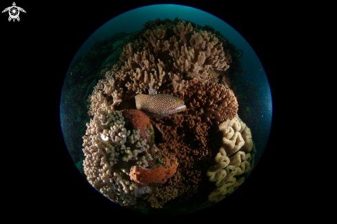 A Spotted Moray