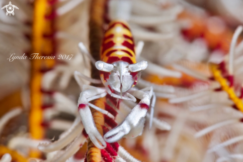 A Laomenes cornutus | Crinoid Shrimp
