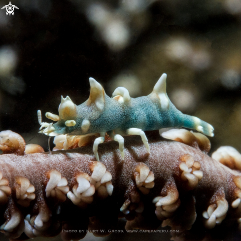 A Miropandalus hardingi | Dragon shrimp