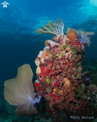 A Reef Scene