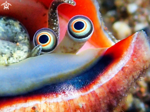 A Mollusca Cowrie