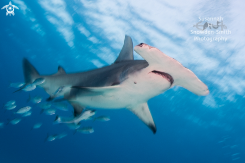 A Sphyrna mokarran | Great Hammerhead