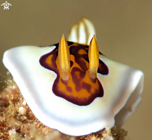 A Chromodoris Geniei | Chromodoris Geniei