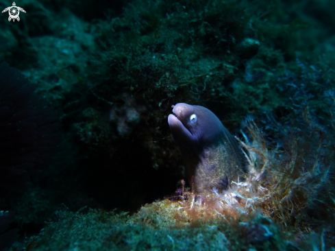 A Siderea thyrsoidea | white eyed moray