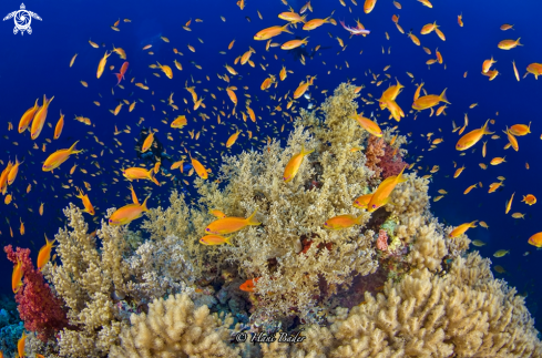 A Scalefin Anthias 