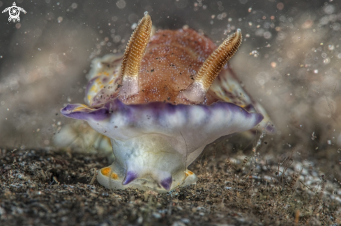 A Goniobranchus collingwoodi   | nudibranch