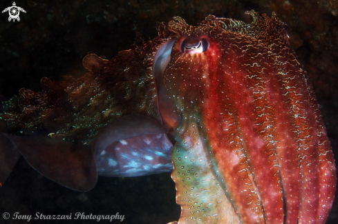 A Sepia apama | Giant Cuttle