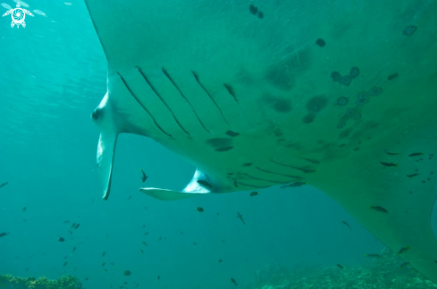 A manta ray