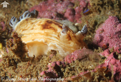 A Pancake Aphelodoris