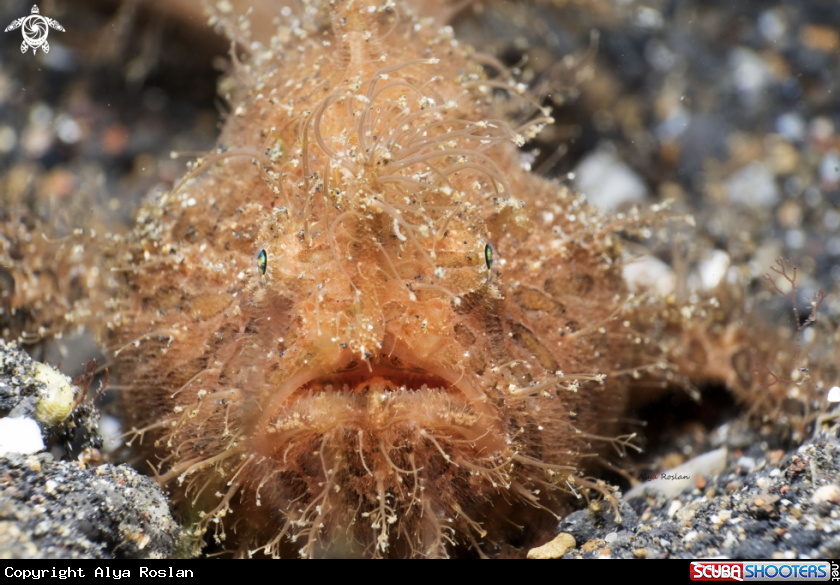 A Hairy Frog fish