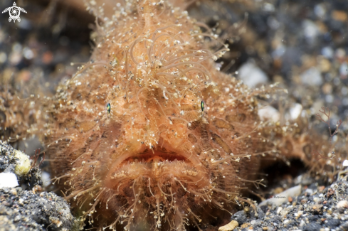 A Hairy Frog fish