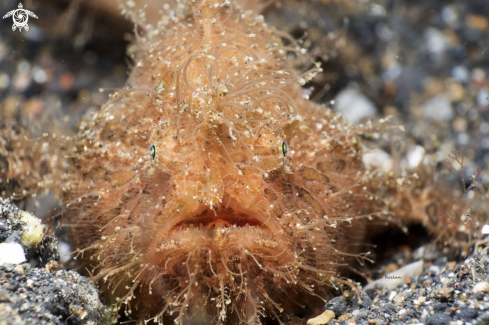 A Anettennanus Striaatus | Hairy Frog fish