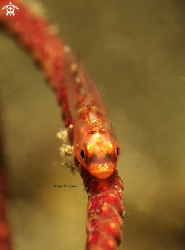 A Goby