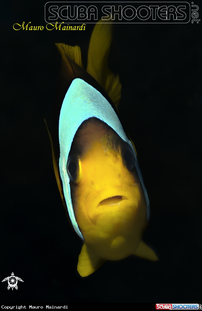 A Clown fish