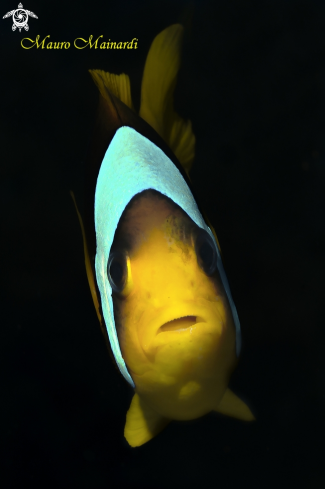 A Clown fish