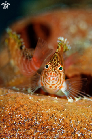 A Cirrhitichthys falco | Hawk Fish